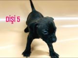Bully Mix