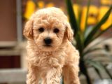 Mi̇ni̇ Toy Poodle Bebekler