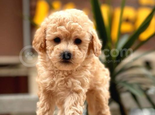 Mi̇ni̇ Toy Poodle Bebekler görsel