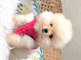 Pomeranian Boo Yavruları
