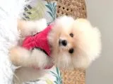 Pomeranian Boo Yavruları