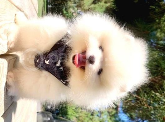 Pomeranian Boo Yavruları görsel
