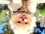 Pomeranian Boo Yavruları
