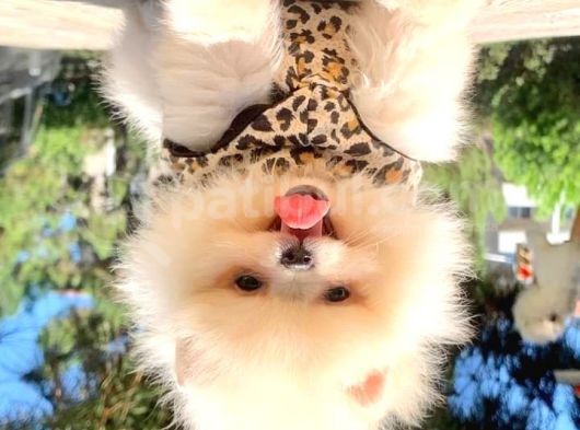 Pomeranian Boo Yavruları görsel