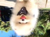 Pomeranian Boo Yavruları