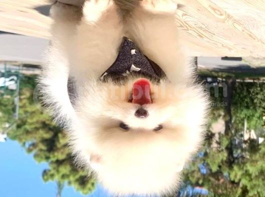 Pomeranian Boo Yavruları görsel