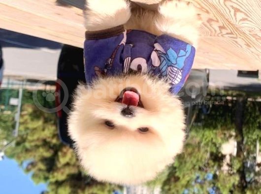 Pomeranian Boo Yavruları görsel