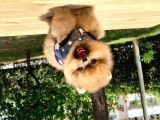Pomeranian Boo Yavruları
