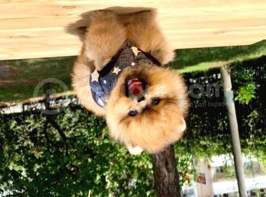 Pomeranian Boo Yavruları görsel