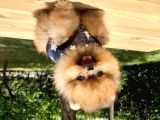 Pomeranian Boo Yavruları