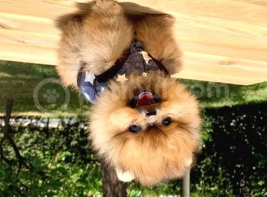 Pomeranian Boo Yavruları görsel