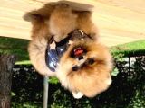 Pomeranian Boo Yavruları