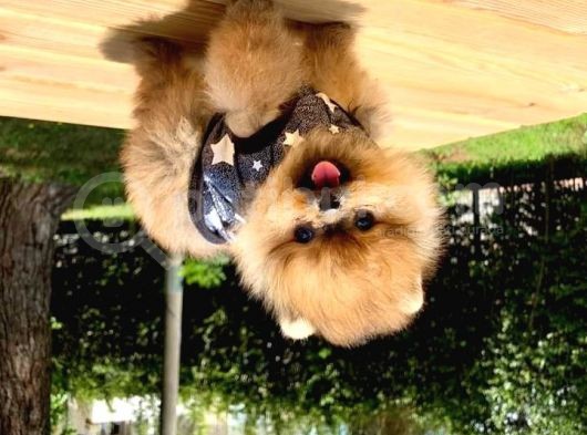 Pomeranian Boo Yavruları görsel