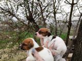 Irk Ve Sağlık Garantili Jack Russell Yavrular