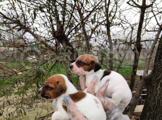 Irk Ve Sağlık Garantili Jack Russell Yavrular görsel