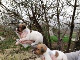 Irk Ve Sağlık Garantili Jack Russell Yavrular