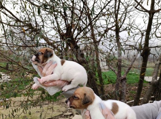 Irk Ve Sağlık Garantili Jack Russell Yavrular görsel