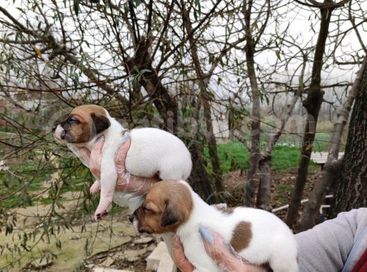Irk Ve Sağlık Garantili Jack Russell Yavrular görsel