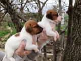 Irk Ve Sağlık Garantili Jack Russell Yavrular