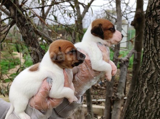Irk Ve Sağlık Garantili Jack Russell Yavrular görsel