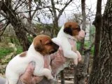 Irk ve Sağlık Garantili Jack Russell Yavrular