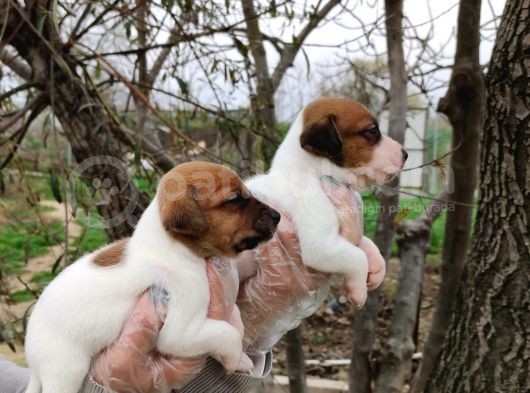 Irk Ve Sağlık Garantili Jack Russell Yavrular görsel