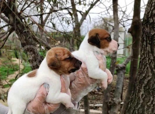 Irk Ve Sağlık Garantili Jack Russell Yavrular