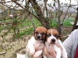 Irk Ve Sağlık Garantili Jack Russell Yavrular