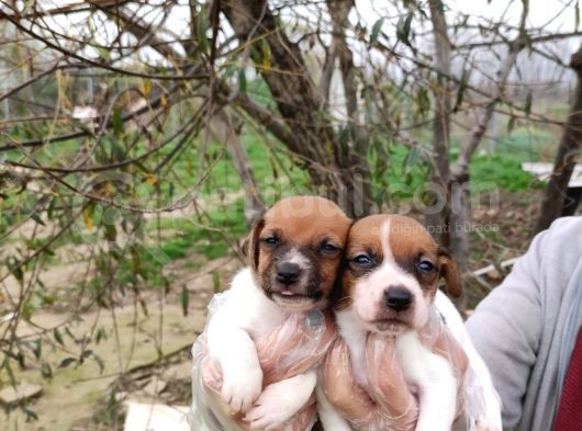 Irk Ve Sağlık Garantili Jack Russell Yavrular görsel