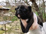 Fransız Bulldog Yavrular