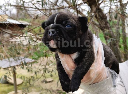 Fransız Bulldog Yavrular görsel