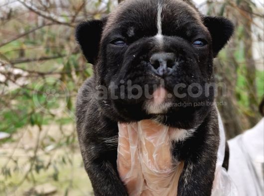 Fransız Bulldog Yavrular görsel