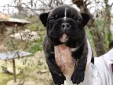 Fransız Bulldog Yavrular