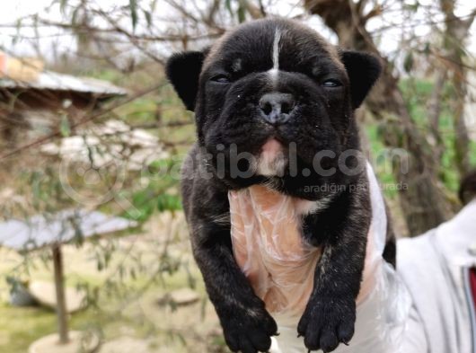 Fransız Bulldog Yavrular görsel