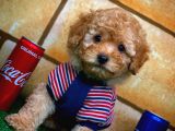 Toy Poodle Yavrularımız