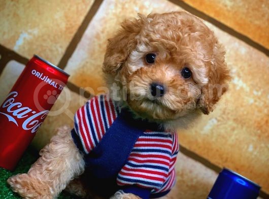 Toy Poodle Yavrularımız görsel