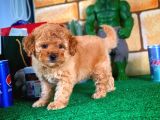 Toy Poodle Yavrularımız