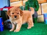 Toy Poodle yavrularımız