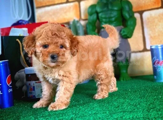 Toy Poodle Yavrularımız