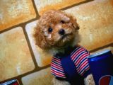 Toy Poodle Yavrularımız