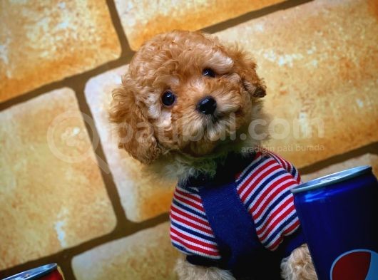Toy Poodle Yavrularımız görsel