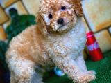Toy Poodle Yavrularımız