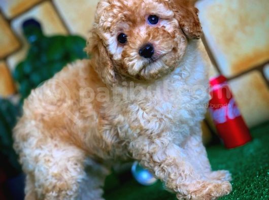 Toy Poodle Yavrularımız görsel