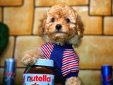 Toy Poodle Yavrularımız