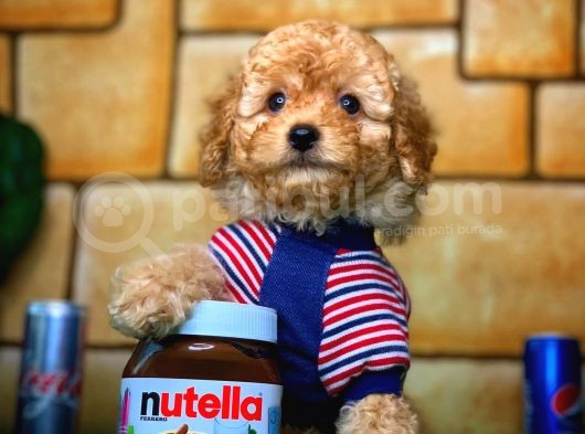 Toy Poodle Yavrularımız görsel