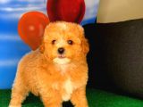 @Yavrupatiler Güvencesiyle Toy Poodle  Yavrularımız