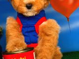 @Yavrupatiler Güvencesiyle Toy Poodle  Yavrularımız