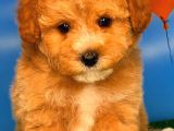 @Yavrupatiler Güvencesiyle Toy Poodle  Yavrularımız