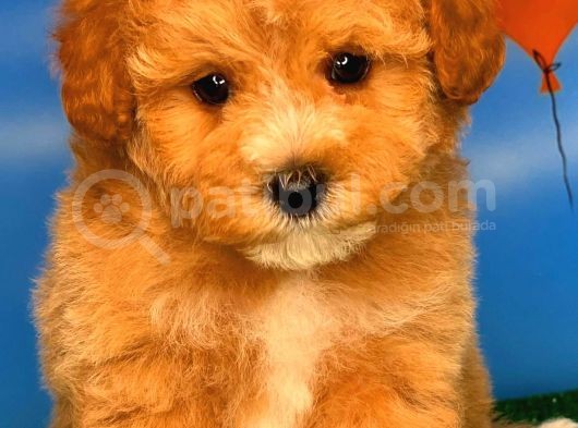 @Yavrupatiler Güvencesiyle Toy Poodle  Yavrularımız görsel