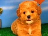 @Yavrupatiler Güvencesiyle Toy Poodle  yavrularımız